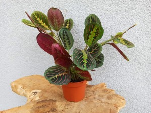MARANTA MARANTHA FASCINATOR DON. 12 CM