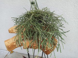 RHIPSALIS ORYGINALNY WISZĄCY GIGANT DON. 17CM NR 1