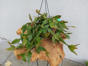 RHIPSALIS ORYGINALNY WISZĄCY GIGANT DON. 17CM NR 4