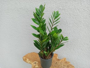 ZAMIOCULCAS ZAMIA DON. 14 CM