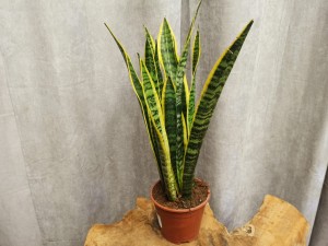 SANSEVIERIA LAURENTII DON. 14 CM 