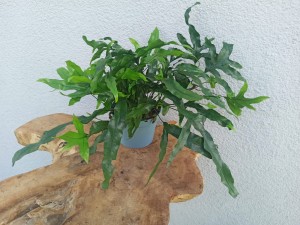 PAPROĆ KANGURZA MICROSORUM DIVERSIFOLIUM DON. 12 CM