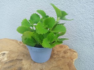MIĘTA ARABSKA NANA DON. 12 CM 