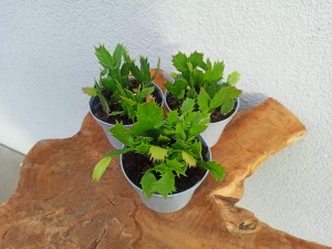 GRUDNIK KAKTUS BOŻEGO NARODZENIA DON. 12 CM