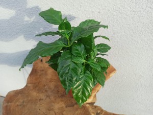 KAWA ARABSKA - COFFEA ARABICA DON 12 CM