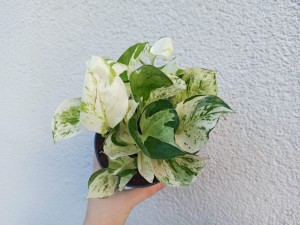EPIPREMNUM HAPPY LEAF DON. 12 CM 