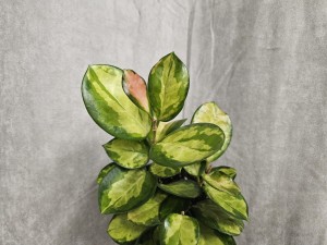 HOYA CARNOSA TRICOLOR DON. 12 CM