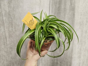 ZIELISTKA BONNIE CHLOROPHYTUM DON. 12 CM 