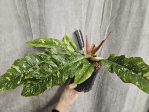 PHILODENDRON RING OF FIRE DON. 14 CM