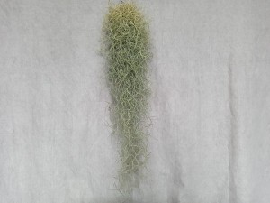 TILLANDSIA USNEOIDES 'BRODA'