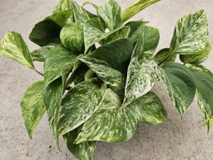 EPIPREMNUM MARBLE QUEEN DON. 13 cm