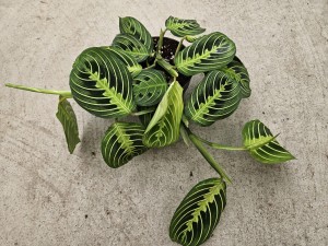 MARANTA LEMON LIME DON. 13 CM