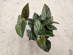 SYNGONIUM RED ARROW DON. 13 CM