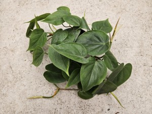 PHILODENDRON SCANDENS ZIELONY DON. 12 CM