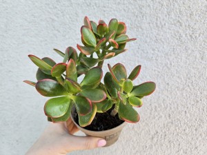 DRZEWKO SZCZĘŚCIA CRASSULA SUN SET DON. 9 cm