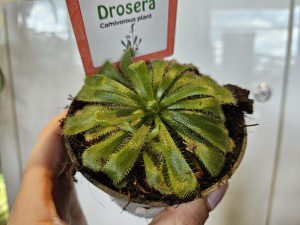 ROSICZKA ALICJI DON. 8 CM 