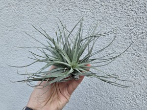 TILLANDSIA EPIFIT SILVER DUŻE OKAZY