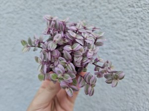 CALLISIA PINK BEJBIK DON. 5,5 cm