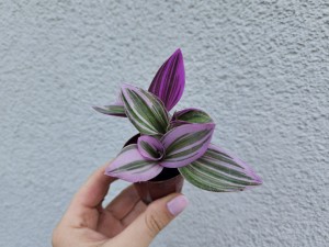 TRZYKROTKA NANOUK RÓŻOWA DON. 5,5 CM 