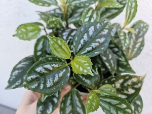 PILEA CADIERA DON. 12 CM