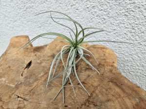 TILLANDSIA EPIFIT SILVER 'M'