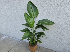STRELITZIA NICOLAI STERLICJA DON. 17 cm
