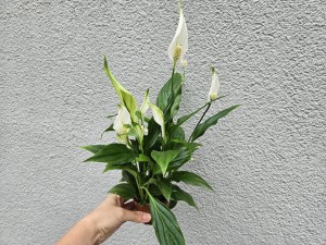 SKRZYDŁOKWIAT PEARL CUPIDO DON. 9 CM