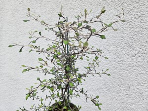 COROKIA COTONEASTER DON. 12 CM 