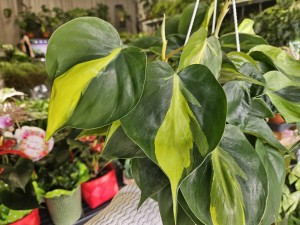 PHILODENDRON FILODENDRON BRASIL DON. 16 CM