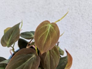 PHILODENDRON FILODENDRON MICANS DON. 12 CM 