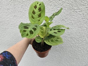 MARANTA FANTASY DON. 12 CM