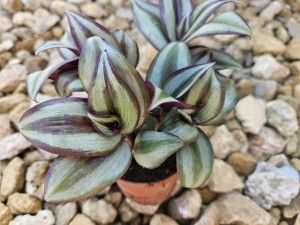 TRZYKROTKA FIOLETOWA DON. 6 CM 