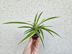 ZIELISTKA CHLOROPHYTUM DON. 5,5 CM