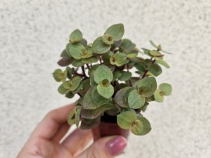 CALLISIA GOLD BEJBIK DON. 5,5 cm 