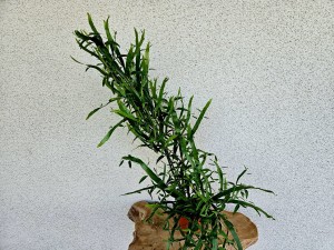 Homalocladium platycladum ‘Tasiemiec’ don. 12 cm L