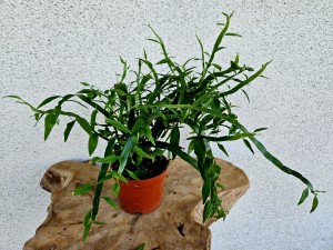Homalocladium platycladum ‘Tasiemiec’ don. 12 cm S