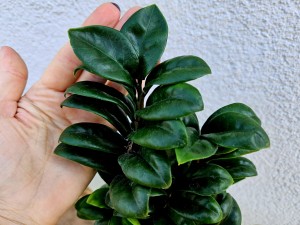 ZAMIOCULCAS ZAMIA ZENZI DON. 14 CM 