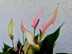 ANTHURIUM LILI DON. 12CM  